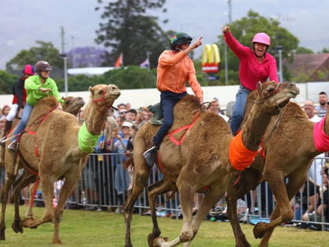 Camel Races At Penrith Paceway - Tourism Caloundra 0