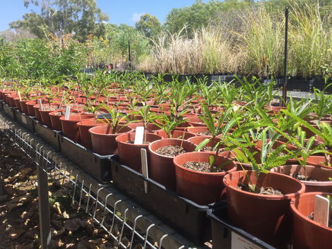 Conservation Volunteers Australia Townsville - Ocean View Nursery - Tourism Caloundra 2
