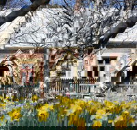 Daffodils at Rydal - Tourism Caloundra