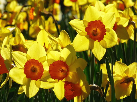 Daffodils At Rydal - Tourism Caloundra 1