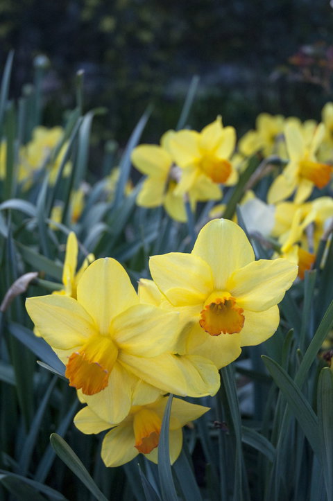 Daffodils At Rydal - Tourism Caloundra 2