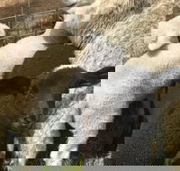 Flinders Island Show - Tourism Caloundra