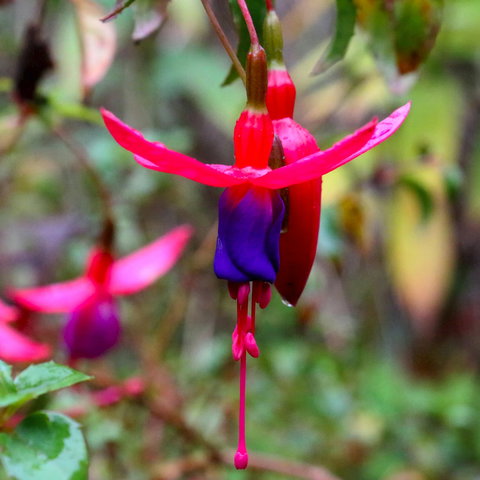 Friends Of Tindale Garden Monthly Plant Sales - Tourism Caloundra 0