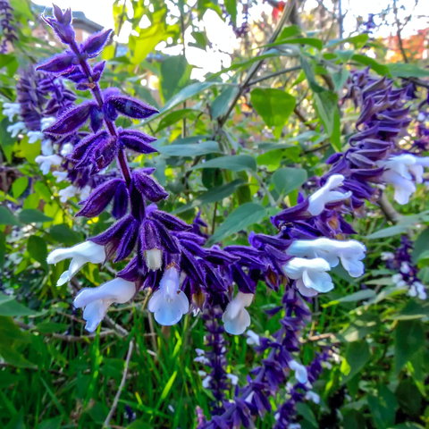 Friends Of Tindale Garden Monthly Plant Sales - Tourism Caloundra 1