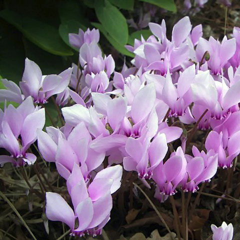 Friends Of Tindale Garden Monthly Plant Sales - Tourism Caloundra 2
