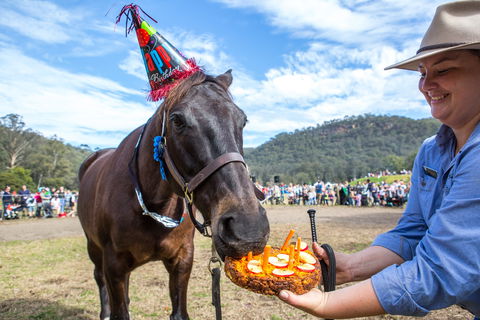 Horses Birthday Festival - Tourism Caloundra 0