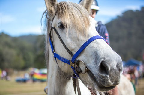 Horses Birthday Festival - Tourism Caloundra 1