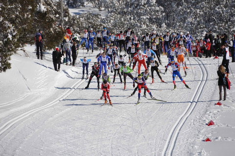 Kangaroo Hoppet - Tourism Caloundra 1