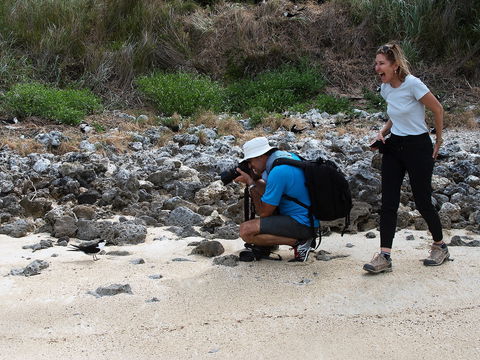 Lord Howe Island Bird Week - Tourism Caloundra 1