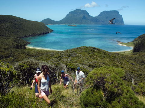 Lord Howe Island Bird Week - Tourism Caloundra 2