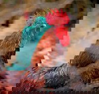 Nimbin Show - Tourism Caloundra