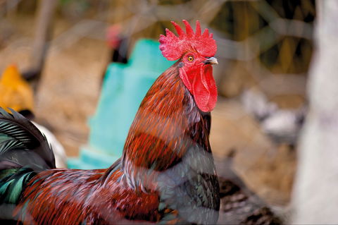Nimbin Show - Tourism Caloundra 0