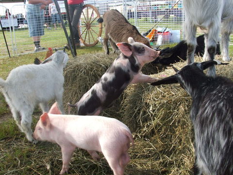 Primex Field Days - Online Virtual Event - Tourism Caloundra 2