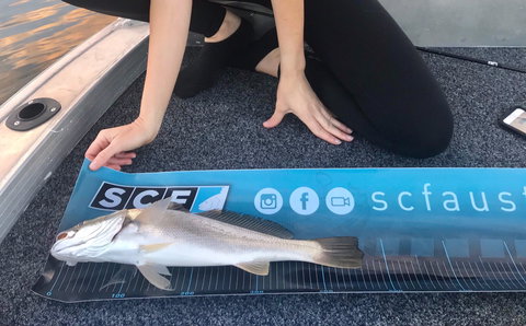 SCF Research And Sustainability Competition - Tourism Caloundra 1