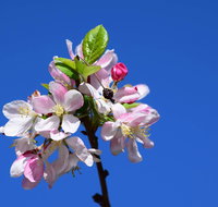 Spring time at Hunter Valley Gardens - Tourism Caloundra