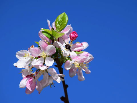 Spring Time At Hunter Valley Gardens - Tourism Caloundra 0