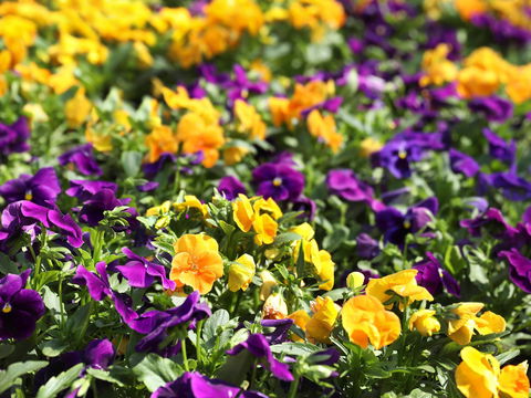 Spring Time At Hunter Valley Gardens - Tourism Caloundra 2