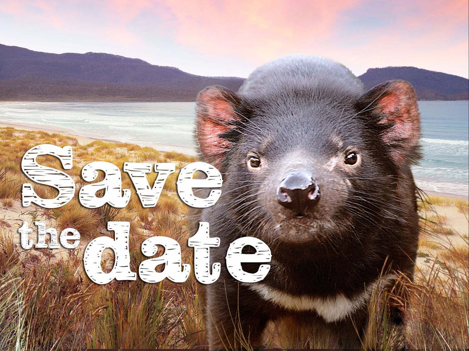 Pawtella TAS Tourism Caloundra