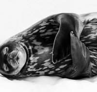 Wildlife Photographer of the Year - Tourism Caloundra