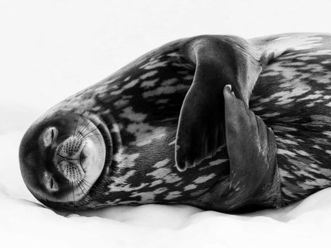 Wildlife Photographer Of The Year - Tourism Caloundra 0