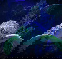 Sydney's Aquarium - Tourism Caloundra