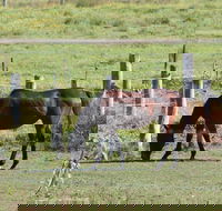 Airport Motel Sir Francis Drake - Tourism Caloundra