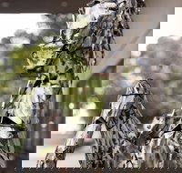 Best Western Sanctuary Inn - Tourism Caloundra