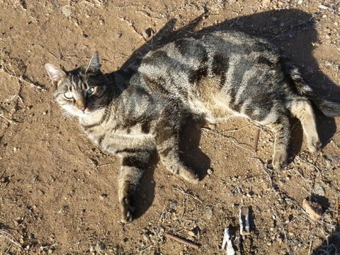 Woodvale At Cooma - Tourism Caloundra 5