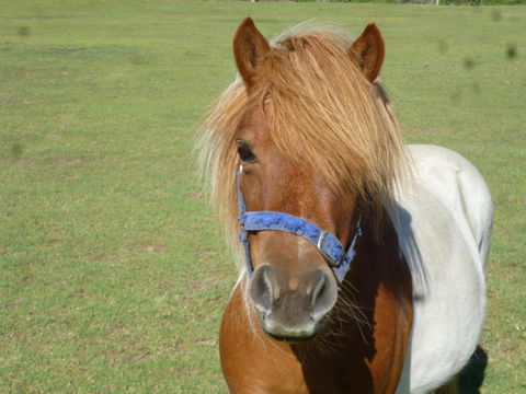 Woodvale At Cooma - Tourism Caloundra 6