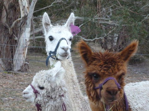 Woodvale At Cooma - Tourism Caloundra 1