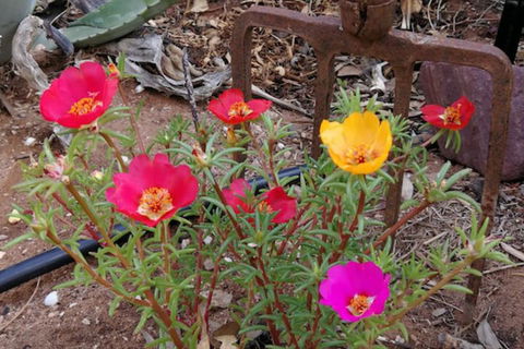 Vagabond Historic - Tourism Caloundra 1