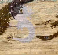 Beechs' Brook Rainforest Retreat - Tourism Caloundra