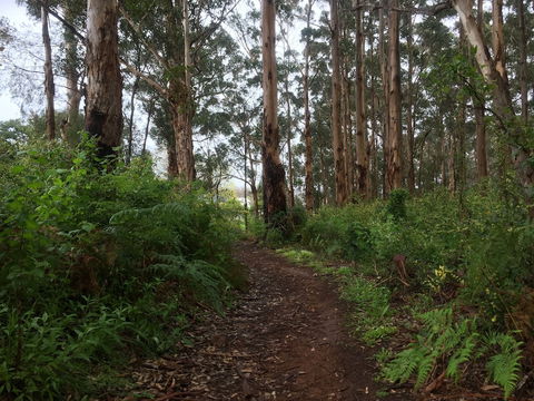 Margarets Forest - Tourism Caloundra 3