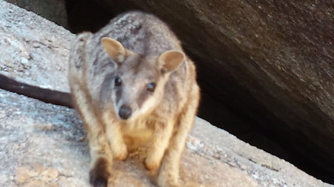 Arcadia Beach Guest House - Tourism Caloundra 1
