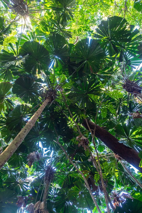 Cape Tribulation Beach House - Tourism Caloundra 4