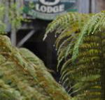 The Wombat Cottage - Tourism Caloundra