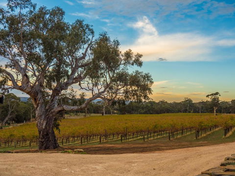Shadow Creek McLaren Vale - Tourism Caloundra 3