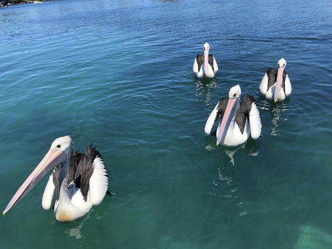 Aquarius 9 Opposite Wallis Lake - Tourism Caloundra 6