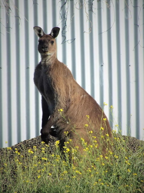 Gilligan's Kangaroo Island - Tourism Caloundra 1