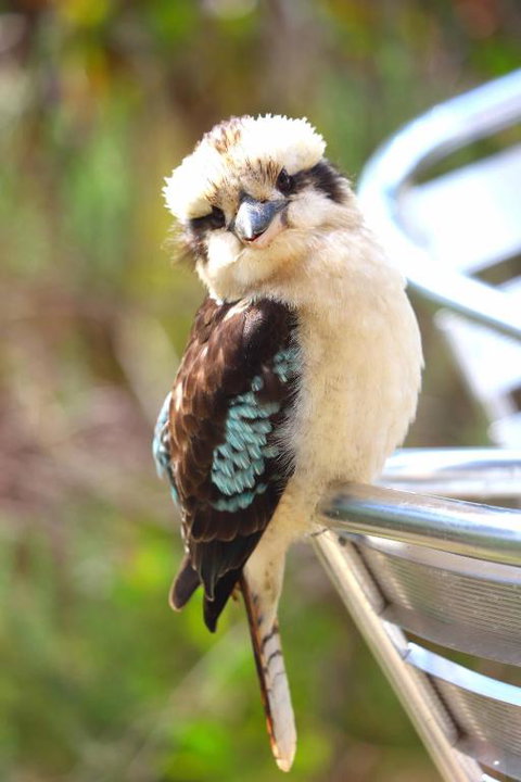 Ridgetop Retreats Deep Creek Conservation Park - Tourism Caloundra 4