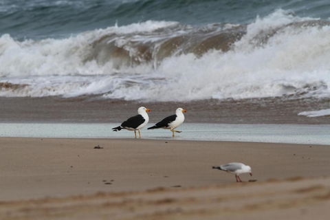 LOCKINGTON - Tourism Caloundra 6