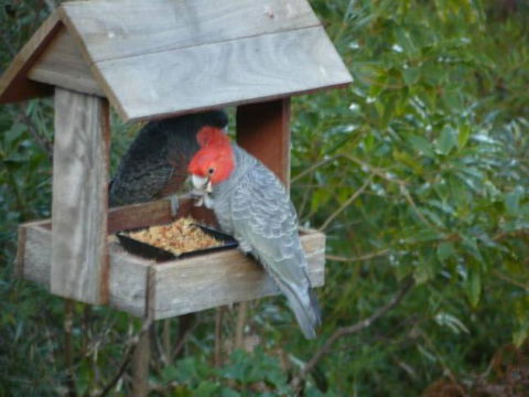 Canyon Cottage - Tourism Caloundra 4