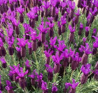 The Green Welly Stop - Tourism Caloundra