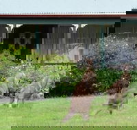 Cedar Lodge Cabins - Tourism Caloundra