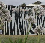Zebras Guest House - Tourism Caloundra
