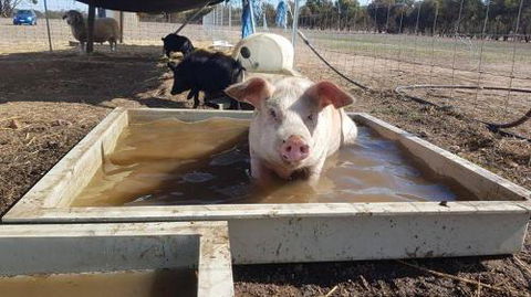 A Better Life Animal Sanctuary FarmStay Private Two Bedrooms Lounge Room & Bathroom & Toilet Shared Kitchen - Tourism Caloundra 2