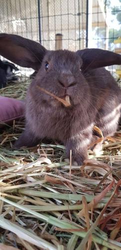 A Better Life Animal Sanctuary FarmStay Private Two Bedrooms Lounge Room & Bathroom & Toilet Shared Kitchen - Tourism Caloundra 5