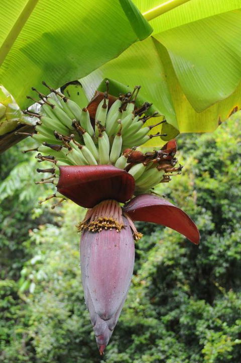 Wildwood - Tourism Caloundra 6