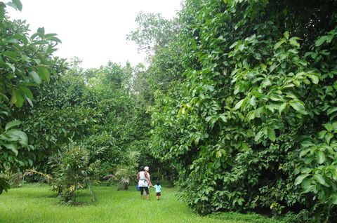 Wildwood - Tourism Caloundra 1