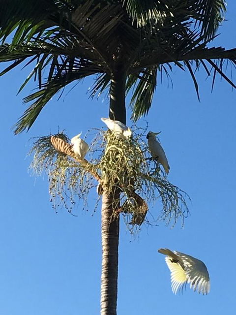 Palms Trinity Beach - Tourism Caloundra 6